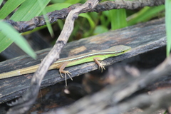 Takydromus sexlineatus sexlineatus