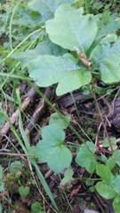 Lithophragma bolanderi