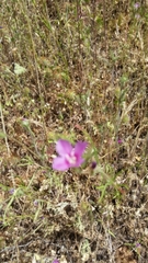 Clarkia purpurea