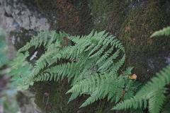 Cystopteris bulbifera