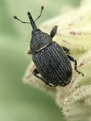 Rhinusa asellus