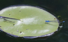 Pseudagrion cingillum