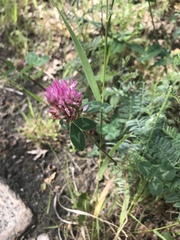 Trifolium pratense
