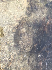 Centrogenys vaigiensis