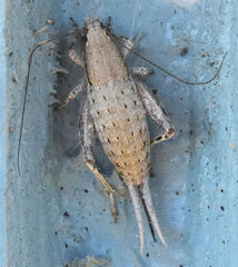 Cycloptilum comprehendens