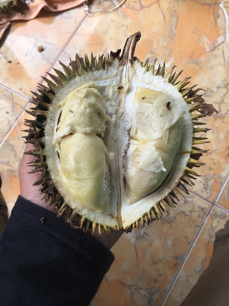 Durio lowianus