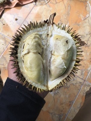 Durio lowianus
