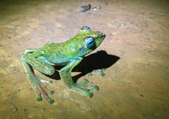 Zhangixalus achantharrhena
