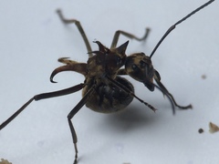 Polyrhachis ypsilon