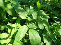 Chaerophyllum aromaticum