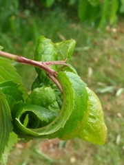Myzus cerasi