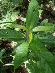 Frangula sphaerosperma