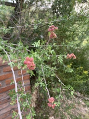 Rhus pachyrrhachis