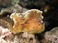Leaf Scorpionfish photo 4