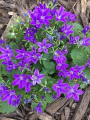 Campanula poscharskyana