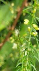 Phaneroptera nigroantennata