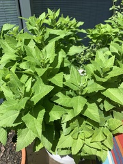 Platycodon grandiflorus