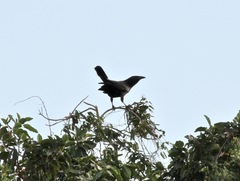 Corvus nasicus