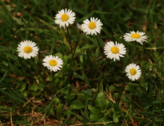 Bellis perennis