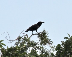 Corvus nasicus