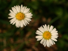 Bellis perennis