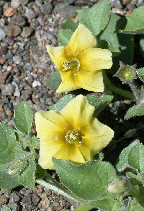 Physalis crassifolia