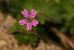 Geranium molle