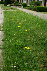 Hypochaeris radicata