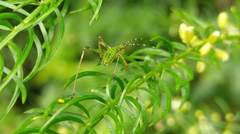 Phaneroptera nigroantennata