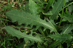 Hypochaeris radicata