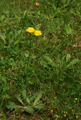 Hypochaeris radicata