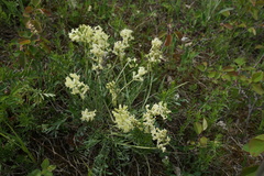 Oxytropis sericea