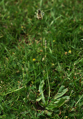 Plantago lanceolata