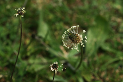 Plantago lanceolata