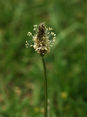 Plantago lanceolata