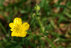 Ranunculus repens