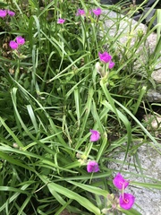 Tradescantia bracteata