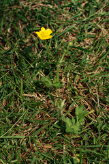 Ranunculus repens