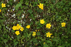 Ranunculus repens