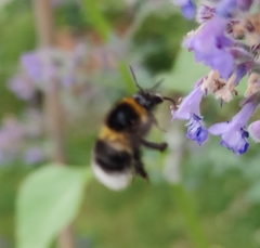 Bombus hortorum
