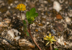 Trifolium dubium