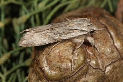 Lithophane lapidea