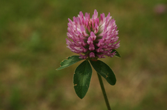 Trifolium pratense