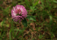 Trifolium pratense