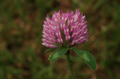 Trifolium pratense