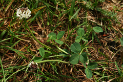 Trifolium repens