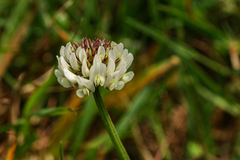 Trifolium repens