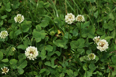 Trifolium repens