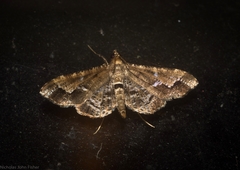 Merodictya marmorata