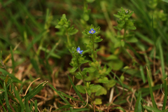Veronica arvensis